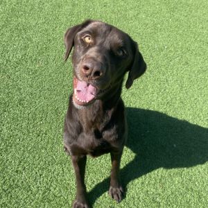 Buddy 8173, Adult Male Labrador Retriever