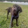 Buddy 8173 photo 2