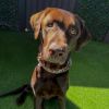 Buddy 8173 photo 3