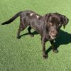 Buddy 8173 photo 4