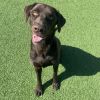 Buddy 8173 photo 5