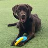 Buddy 8173 photo 6
