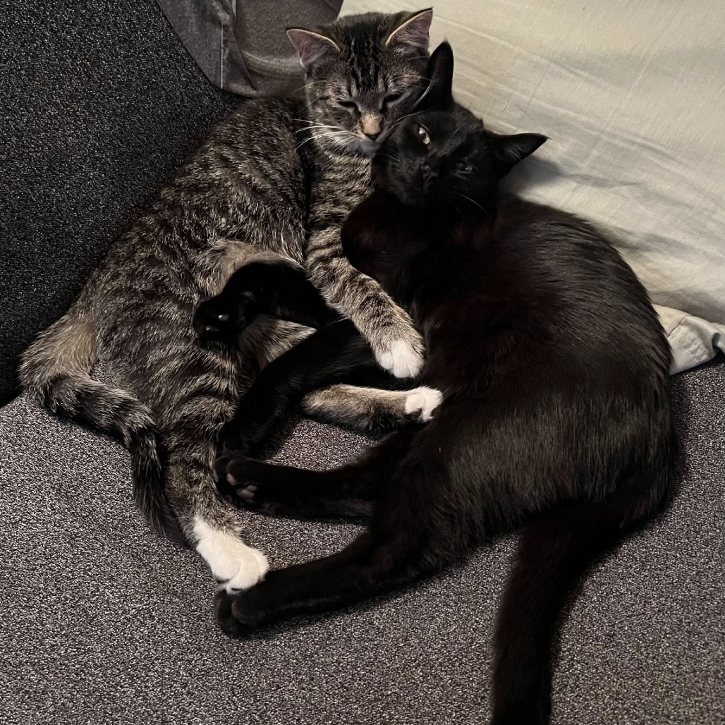 Tabitha, an adoptable Domestic Short Hair in Ferndale, WA, 98248 | Photo Image 1