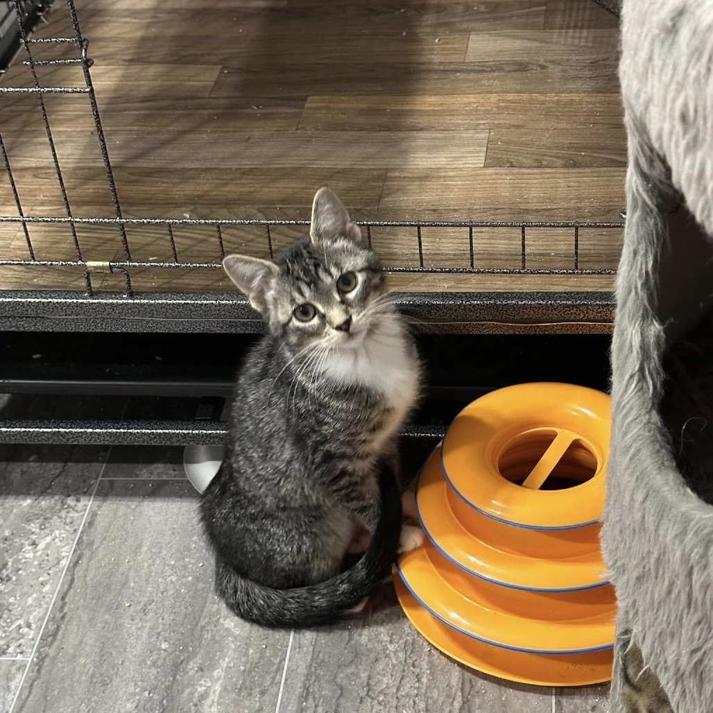 Tabitha, an adoptable Domestic Short Hair in Ferndale, WA, 98248 | Photo Image 3