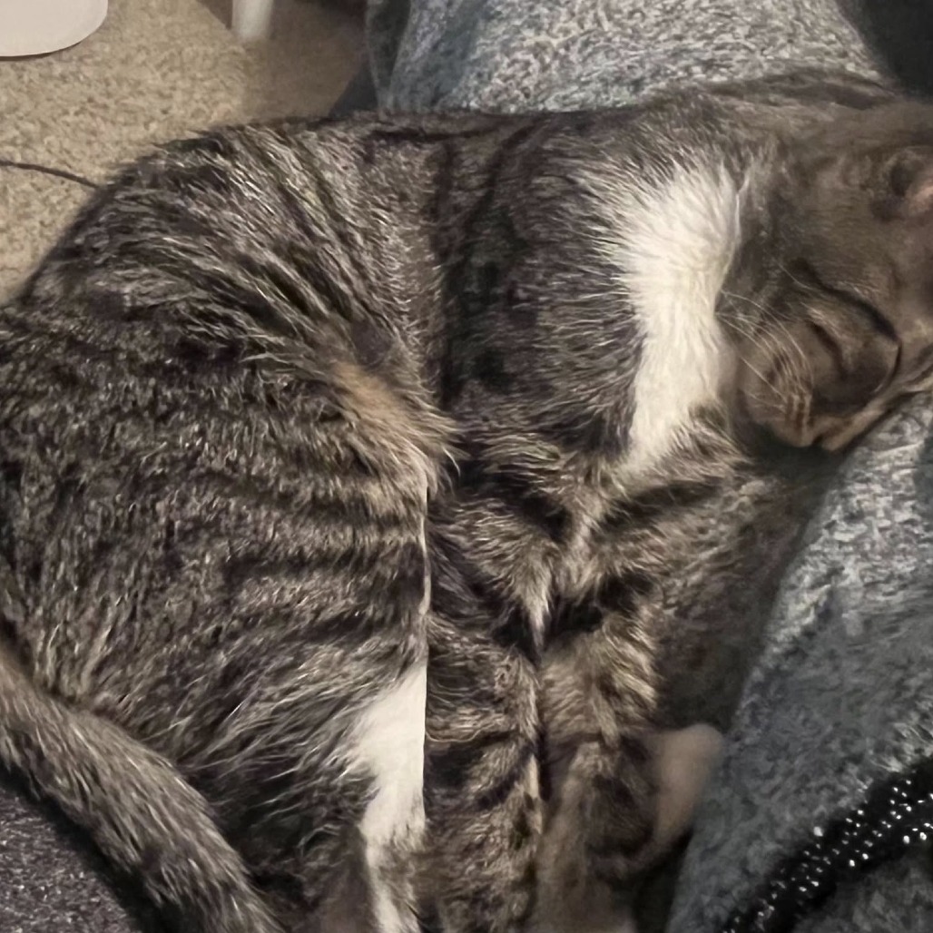 Tabitha, an adoptable Domestic Short Hair in Ferndale, WA, 98248 | Photo Image 4