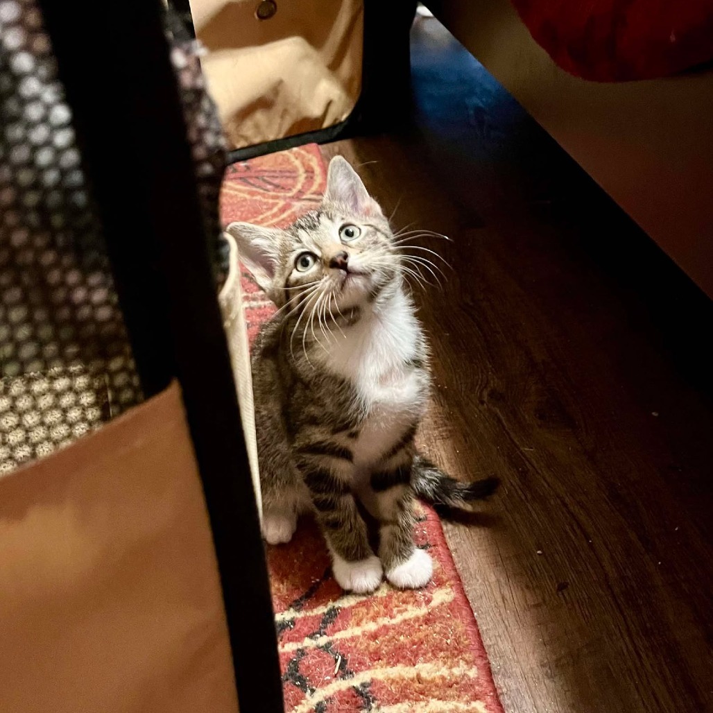 Autumn, an adoptable Domestic Short Hair in Ferndale, WA, 98248 | Photo Image 2