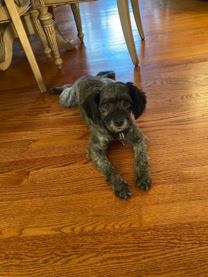 Aster, Adult Male Miniature Schnauzer