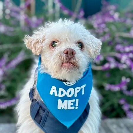 Bumper Car, an adoptable Shih Tzu, Maltese in Pacific Grove, CA, 93950 | Photo Image 1