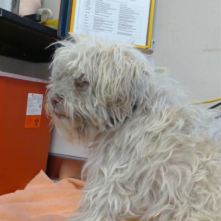 Bumper Car, an adoptable Maltese, Poodle in Pacific Grove, CA, 93950 | Photo Image 2