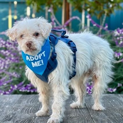 Bumper Car, an adoptable Shih Tzu, Maltese in Pacific Grove, CA, 93950 | Photo Image 3