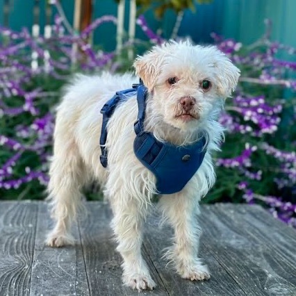 Bumper Car, an adoptable Maltese, Poodle in Pacific Grove, CA, 93950 | Photo Image 4