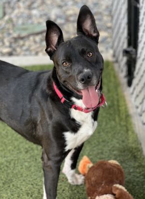 Cooler, Adult Male Pit Bull Terrier