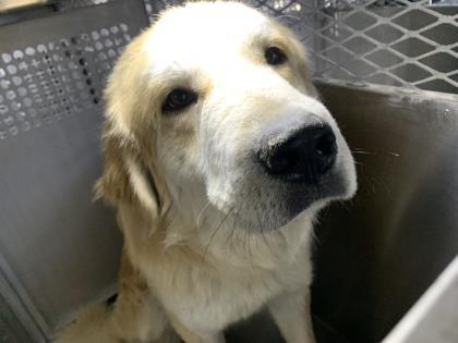 Hercules, an adoptable Akbash, Golden Retriever in Fort Worth, TX, 76119 | Photo Image 1