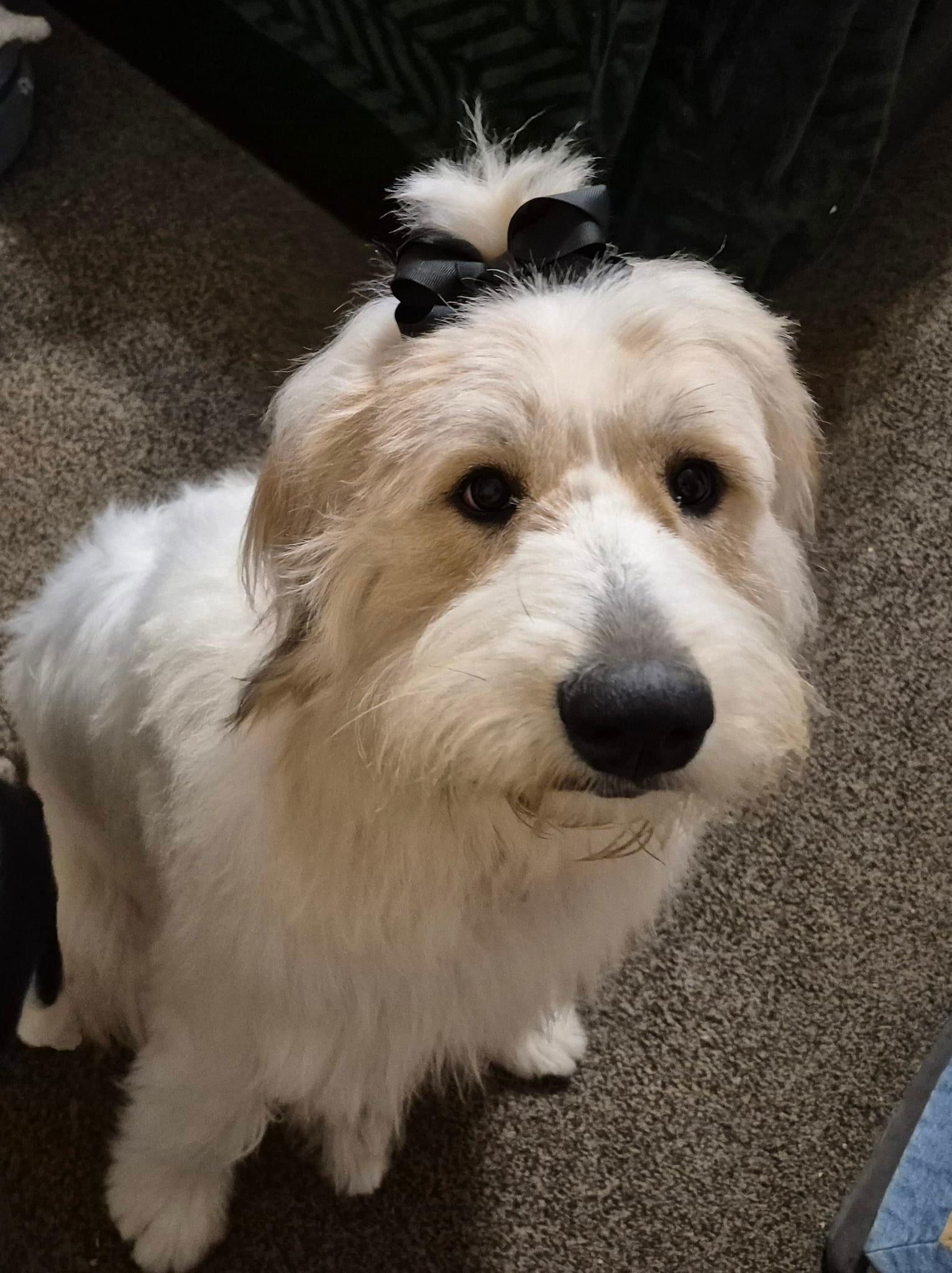 Emily, an adoptable Great Pyrenees, Komondor in Omaha, NE, 68164 | Photo Image 1