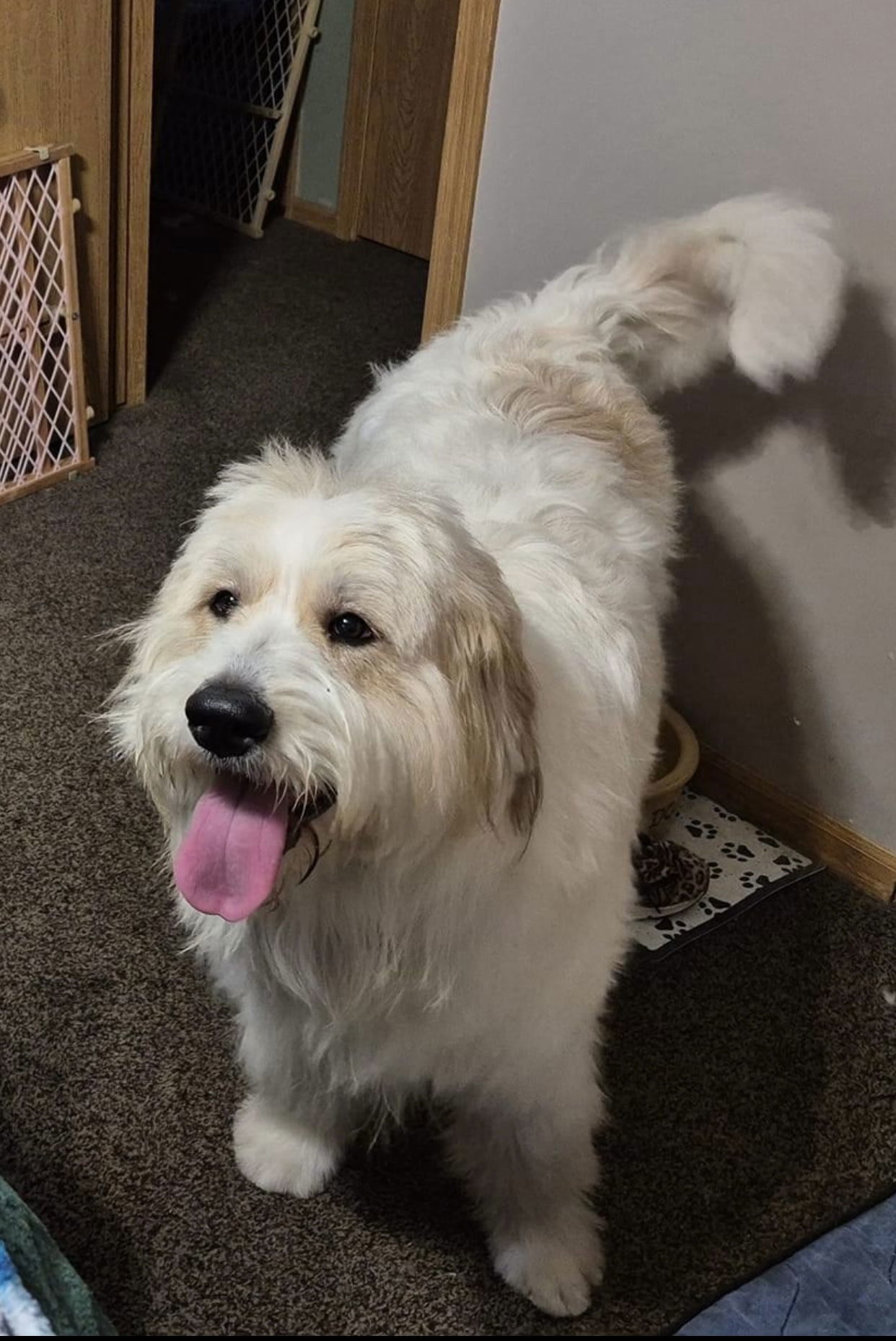 Emily, an adoptable Great Pyrenees, Komondor in Omaha, NE, 68164 | Photo Image 2