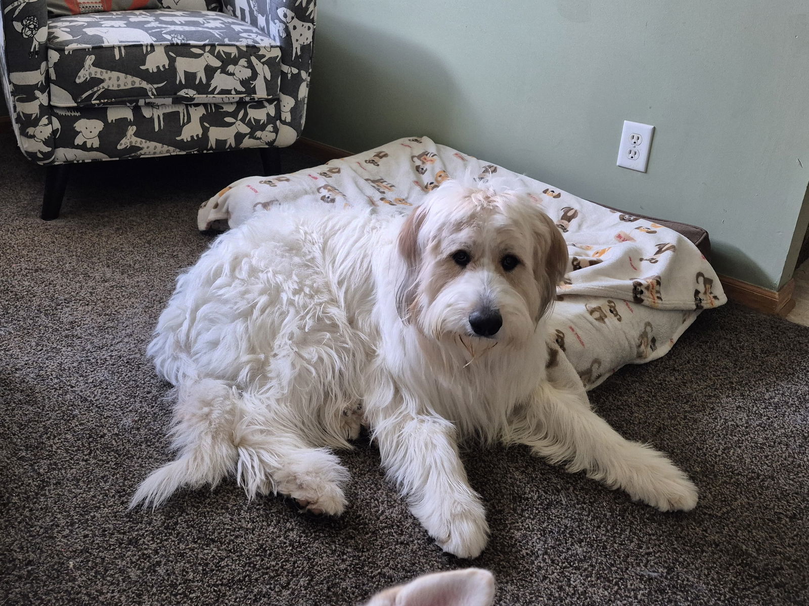 Emily, an adoptable Great Pyrenees, Komondor in Omaha, NE, 68164 | Photo Image 3