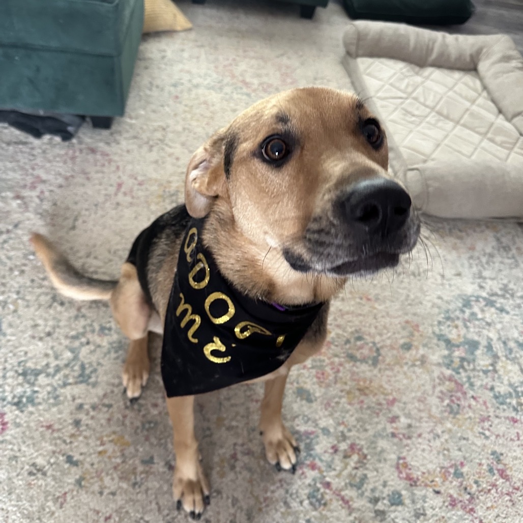 Luna, an adoptable Mixed Breed in Rochester, MN, 55903 | Photo Image 1
