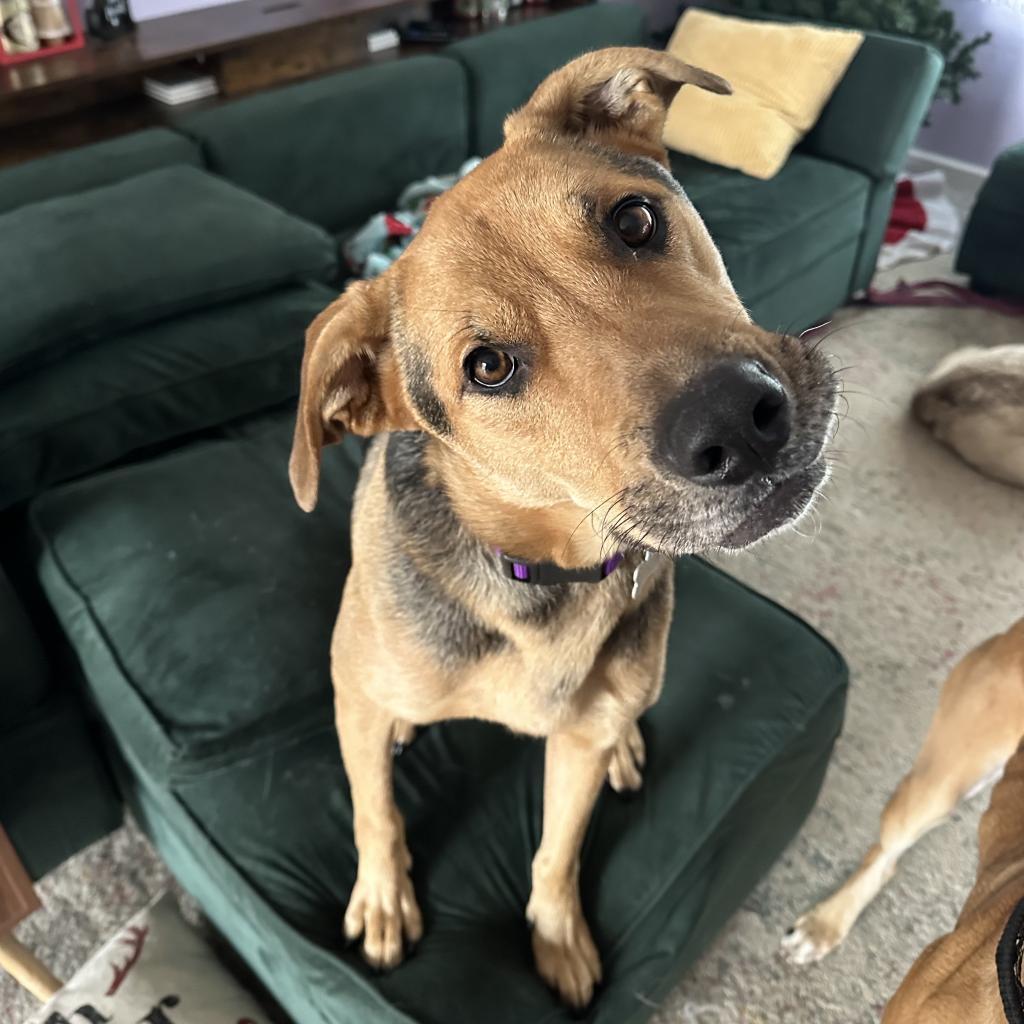 Luna, an adoptable Mixed Breed in Rochester, MN, 55903 | Photo Image 2