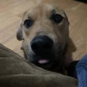 Luna, an adoptable Mixed Breed in Rochester, MN, 55903 | Photo Image 3