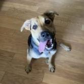 Luna, an adoptable Mixed Breed in Rochester, MN, 55903 | Photo Image 4