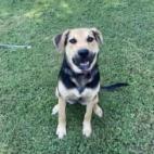 Luna, an adoptable Mixed Breed in Rochester, MN, 55903 | Photo Image 5