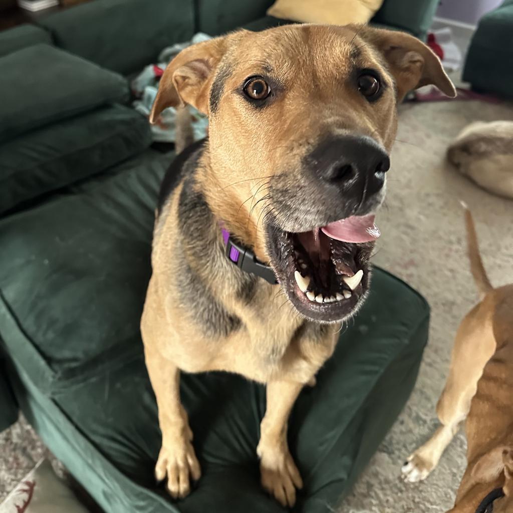 Luna, an adoptable Mixed Breed in Rochester, MN, 55903 | Photo Image 6