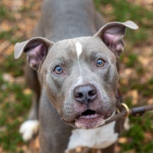 Hype is alright Hes a handsome 3 yr old 58 lb lovable pup Hes friendly affectionate playful a