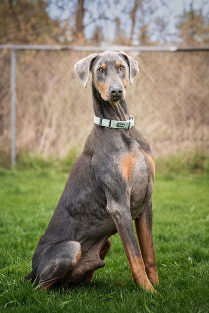 Blue, an adoptable Doberman Pinscher in Erin, ON, N0B 1T0 | Photo Image 1