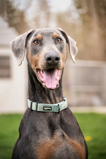 Blue, an adoptable Doberman Pinscher in Erin, ON, N0B 1T0 | Photo Image 2
