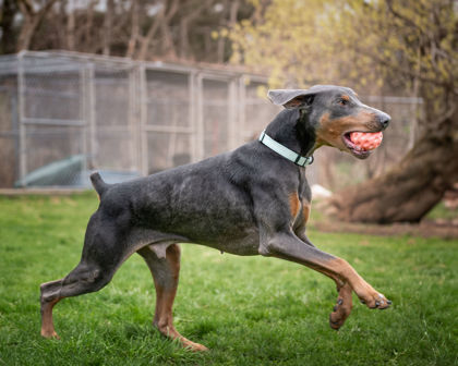 Blue, an adoptable Doberman Pinscher in Erin, ON, N0B 1T0 | Photo Image 3