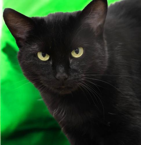 Noel, an adoptable Domestic Short Hair in Thief River Falls, MN, 56701 | Photo Image 1