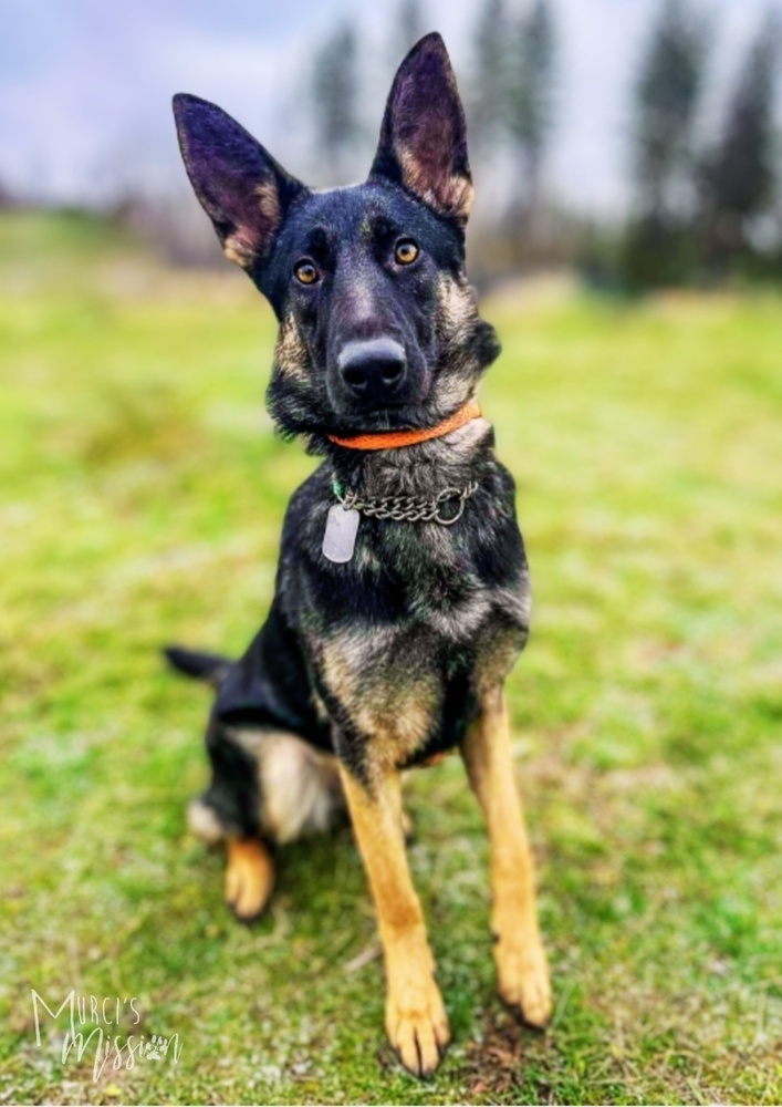 Lilith, an adoptable German Shepherd Dog in Spokane , WA, 99209 | Photo Image 1