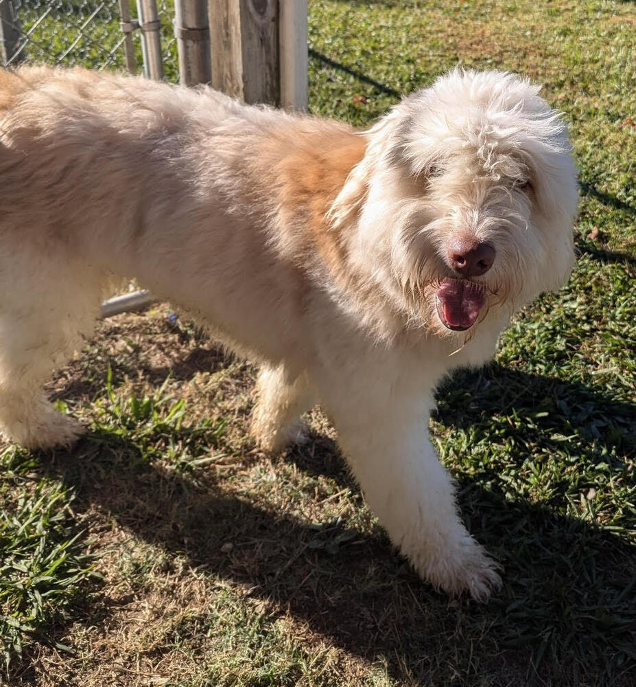 Oatmeal, an adoptable Goldendoodle in Chattanooga, TN, 37421 | Photo Image 1