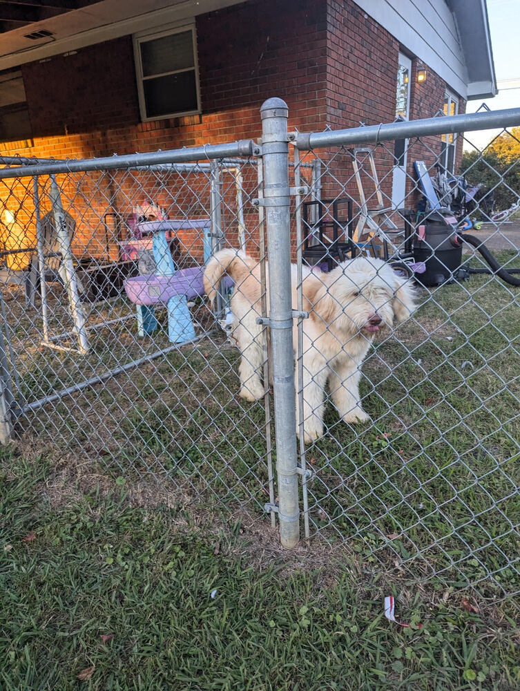 Oatmeal, an adoptable Goldendoodle in Chattanooga, TN, 37421 | Photo Image 3