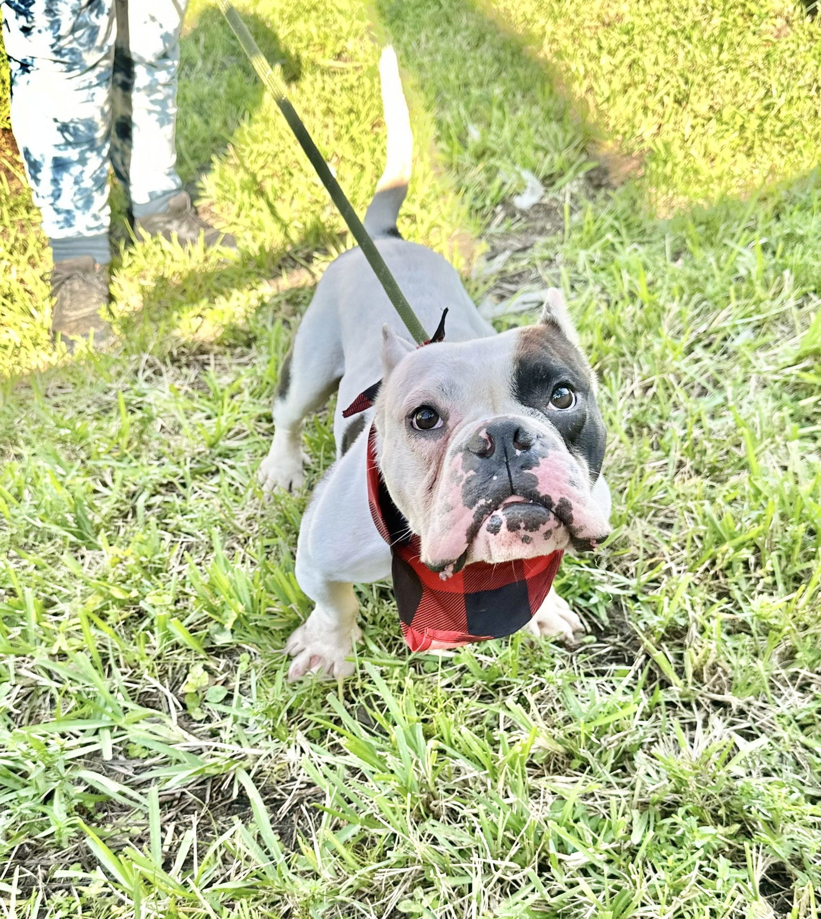 GASTON