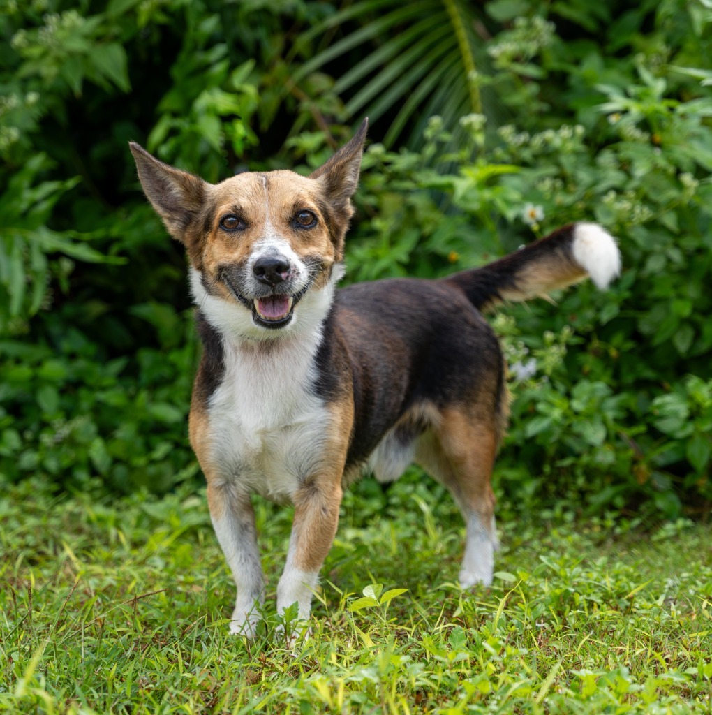 Boots, an adoptable Affenpinscher in Mangilao, GU, 96923 | Photo Image 1