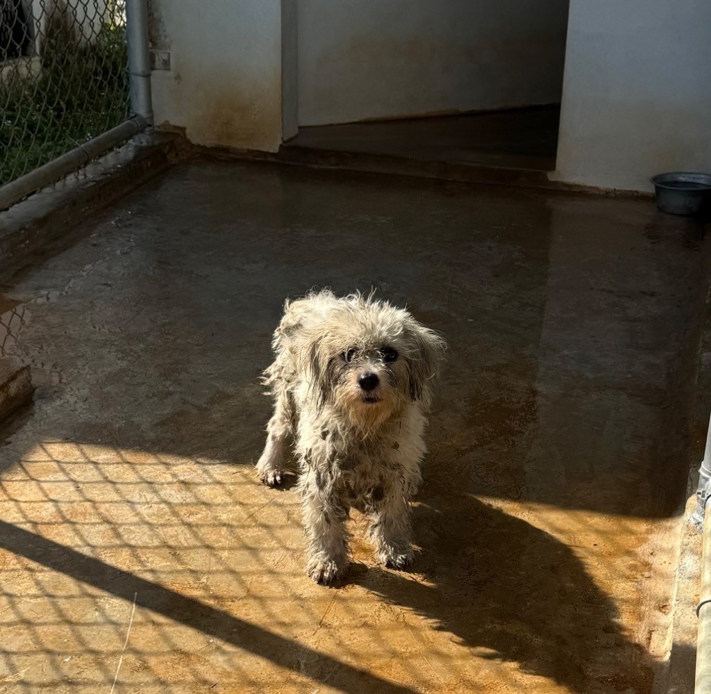 Mika, an adoptable Affenpinscher in Mangilao, GU, 96923 | Photo Image 2