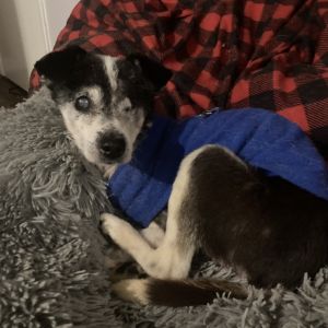 Wright, Senior Male Parson Russell Terrier