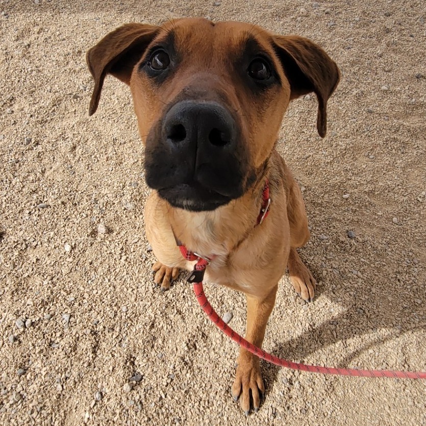Lysandra, an adoptable Mixed Breed in Las Cruces, NM, 88012 | Photo Image 1