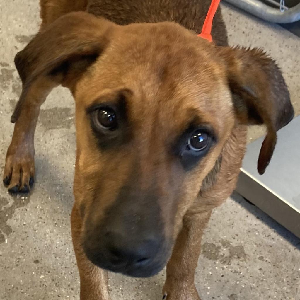 Lysandra, an adoptable Mixed Breed in Las Cruces, NM, 88012 | Photo Image 2