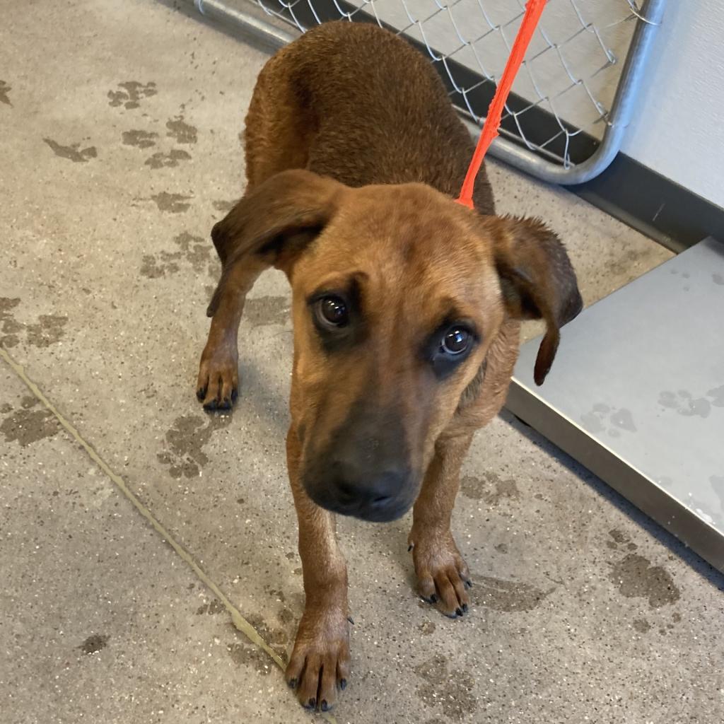 Lysandra, an adoptable Mixed Breed in Las Cruces, NM, 88012 | Photo Image 3