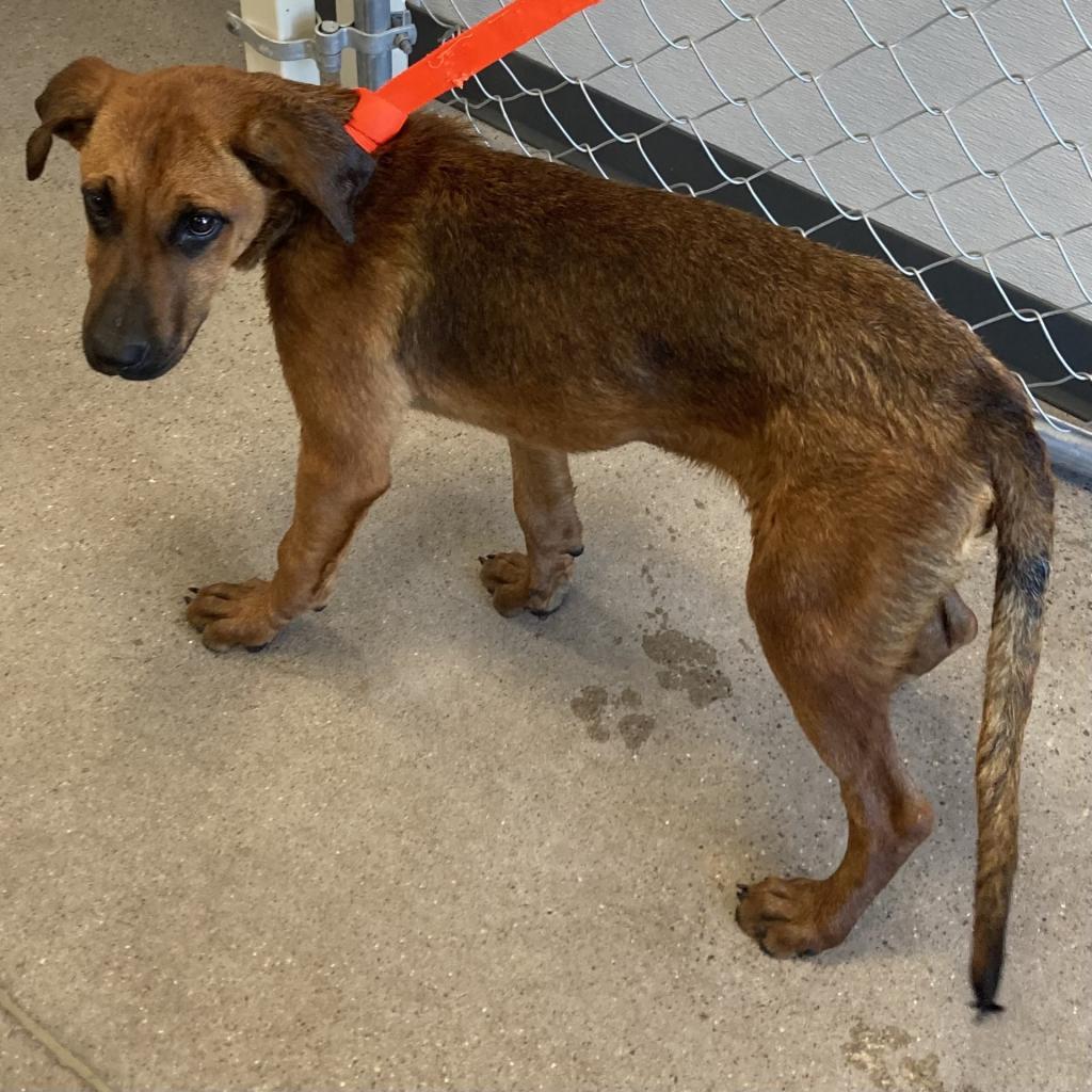 Lysandra, an adoptable Mixed Breed in Las Cruces, NM, 88012 | Photo Image 4