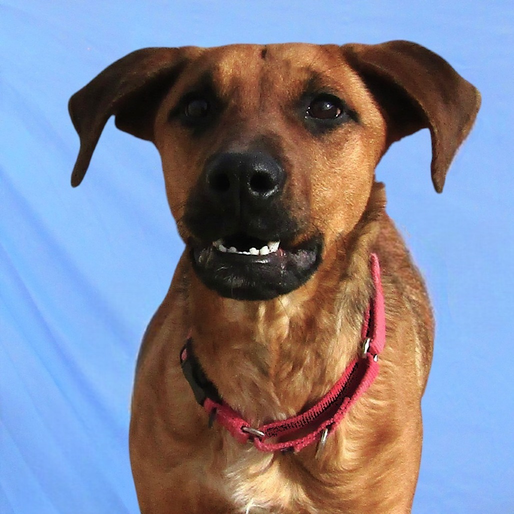 Lysandra, an adoptable Mixed Breed in Las Cruces, NM, 88012 | Photo Image 5