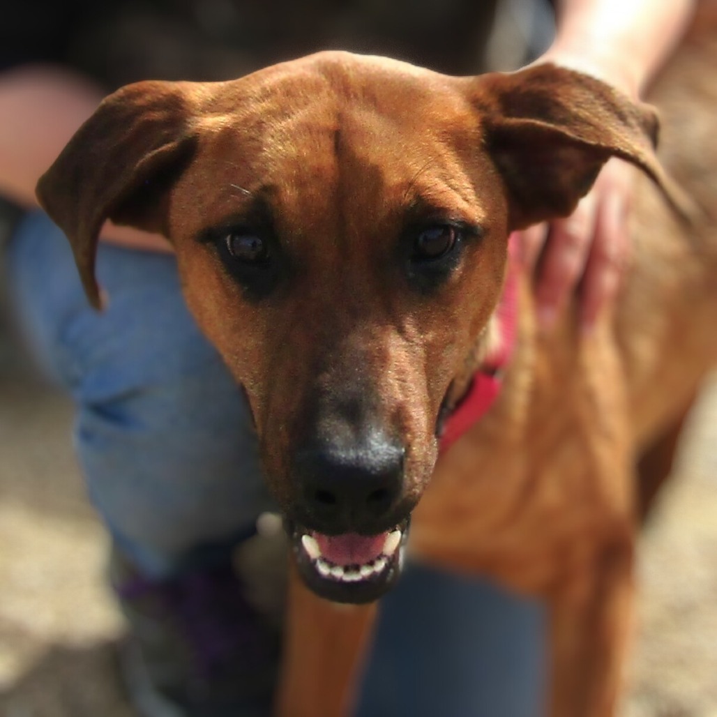 Lysandra, an adoptable Mixed Breed in Las Cruces, NM, 88012 | Photo Image 6