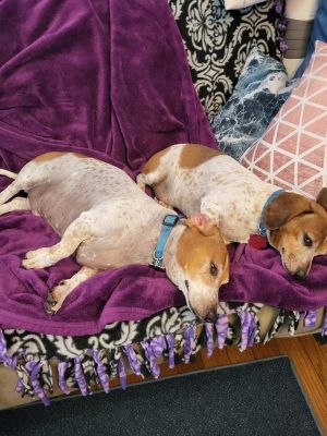 Bonded pair Riley & Wally