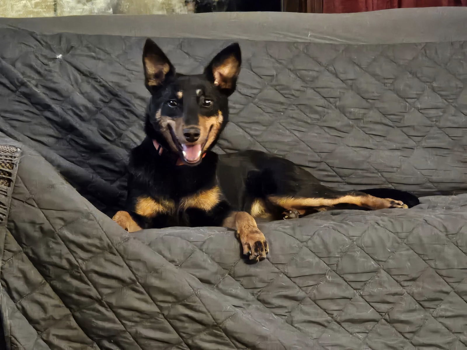 Harley, an adoptable Chihuahua in New London, WI, 54961 | Photo Image 1