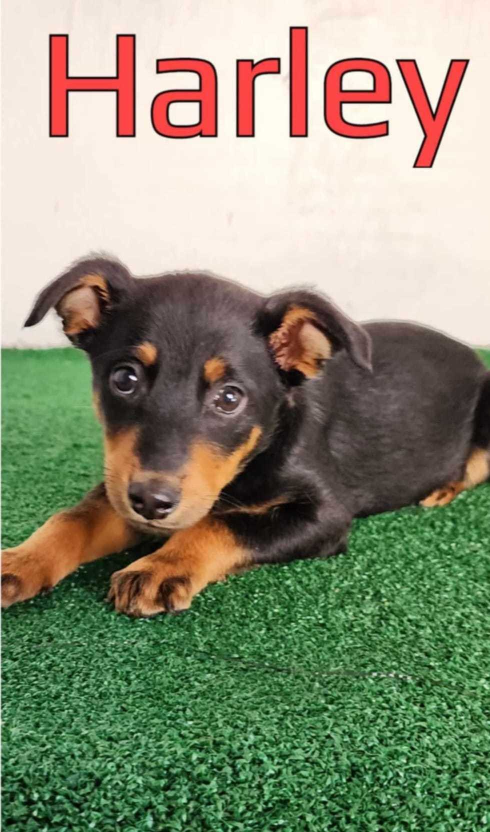 Harley, an adoptable Chihuahua in New London, WI, 54961 | Photo Image 2