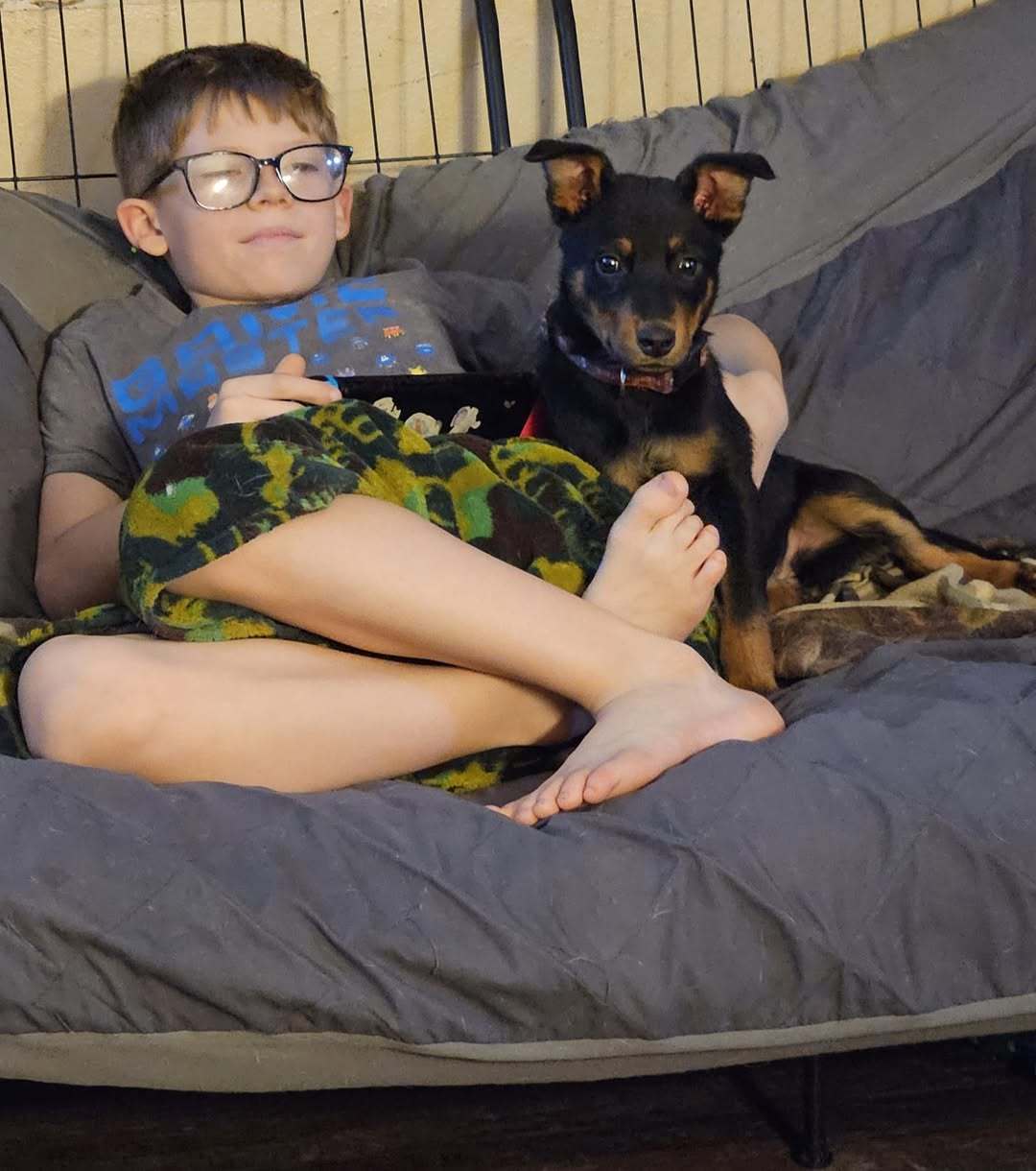 Harley, an adoptable Chihuahua in New London, WI, 54961 | Photo Image 3