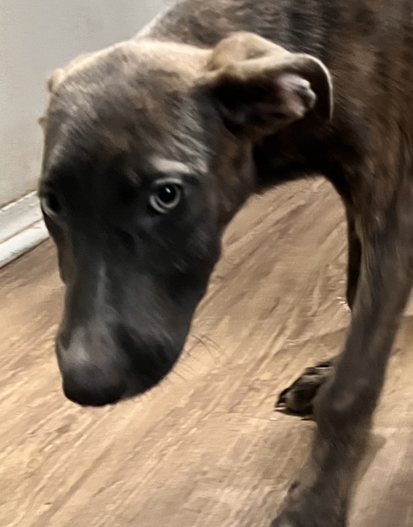Dingo