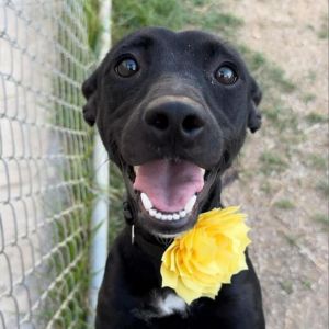 Layla (Pipsqueak), Adult Female Mixed Breed